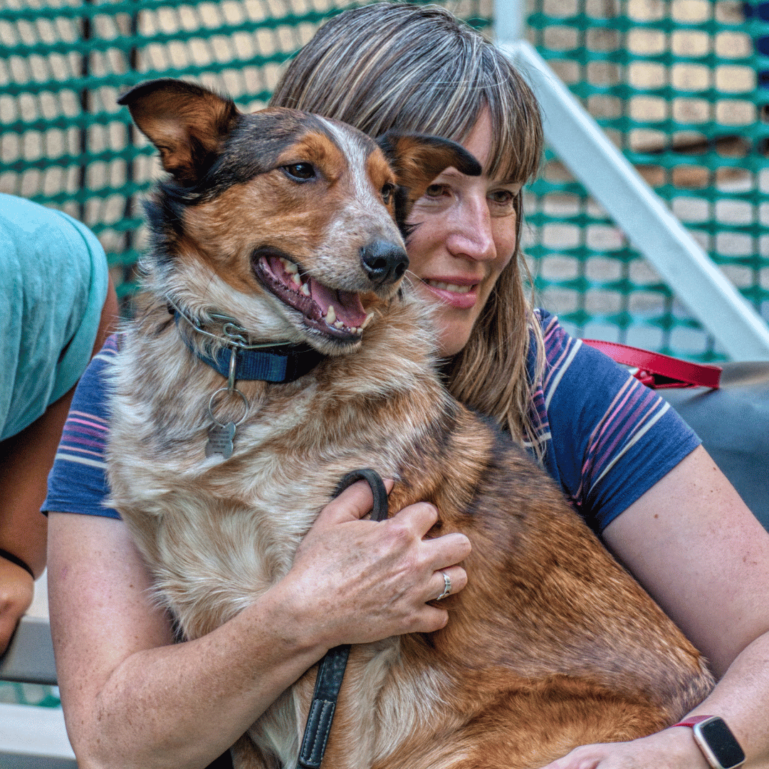 Hondentraining Feedback